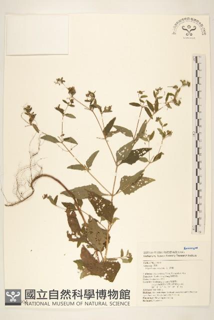 豨薟藏品圖，第1張