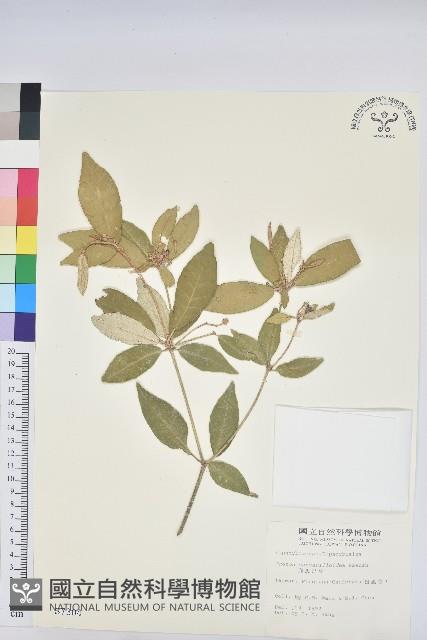 裡白巴豆藏品圖，第1張