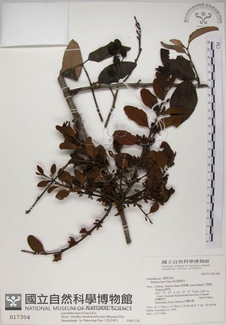 高氏桑寄生藏品圖，第1張