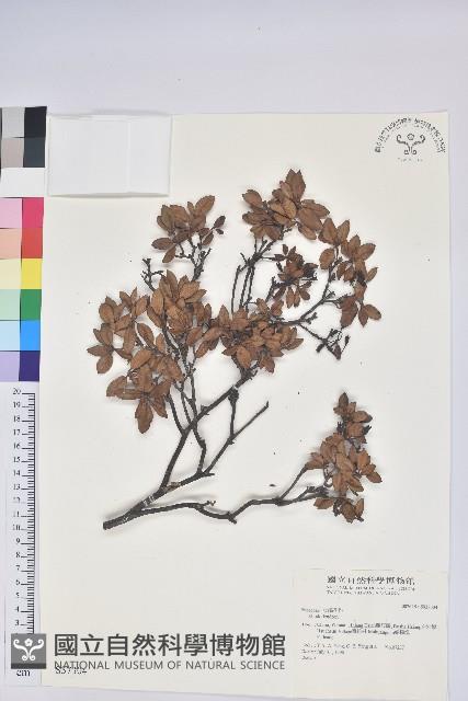 登錄號:S037304藏品圖，第1張