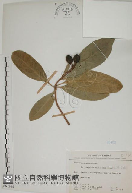 蘭嶼海桐藏品圖，第1張