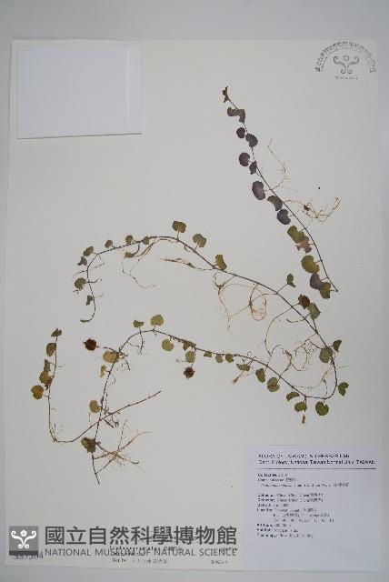 普刺特草藏品圖，第1張