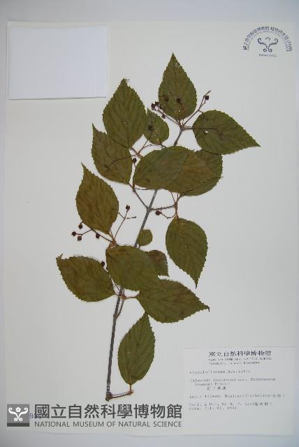 紅子莢迷藏品圖，第1張