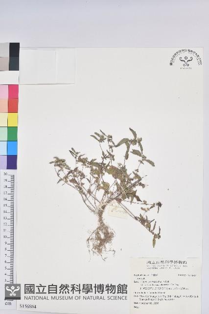 登錄號:S156804藏品圖，第1張