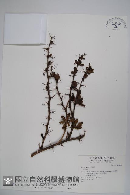 玉山小蘗藏品圖，第1張