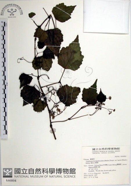 漢氏山葡萄藏品圖，第1張