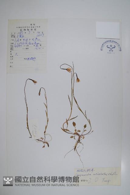 鑽裂風鈴草藏品圖，第1張