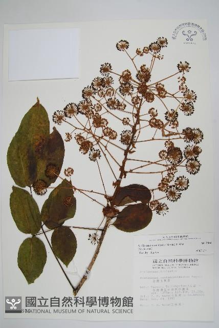 登錄號:S012804藏品圖，第1張