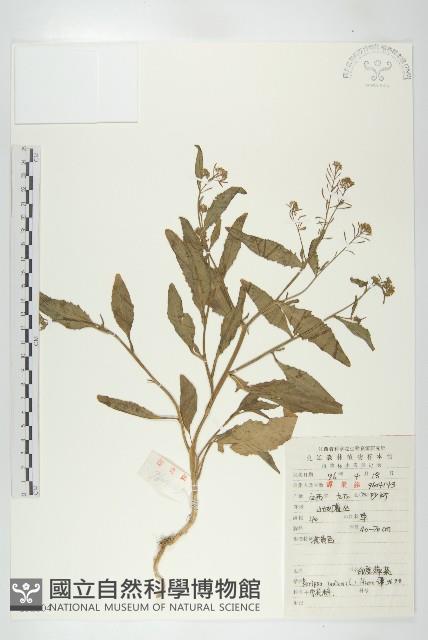 葶藶藏品圖，第1張