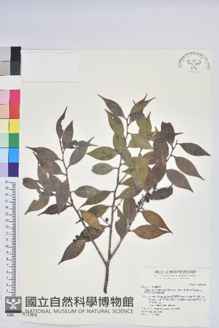 珍珠花、長尾葉越橘藏品圖，第1張