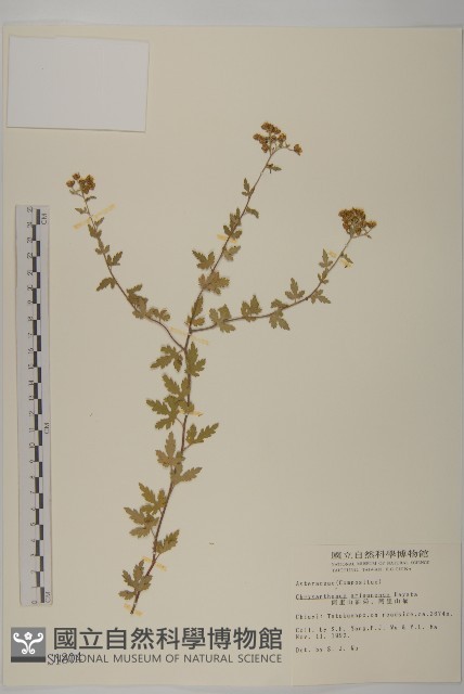 阿里山油菊藏品圖，第1張