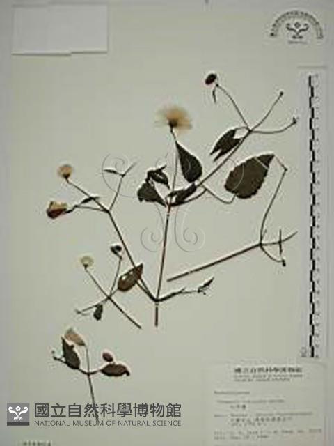 小木通藏品圖，第1張