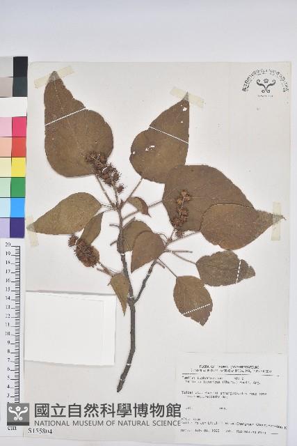 野桐藏品圖，第1張