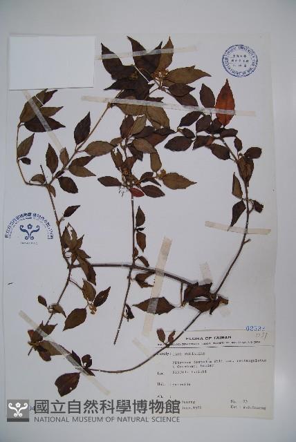 狹葉莢迷藏品圖，第1張