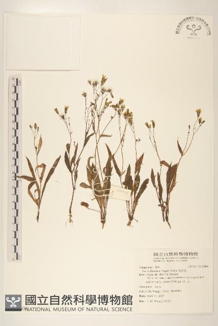 兔仔菜藏品圖，第1張