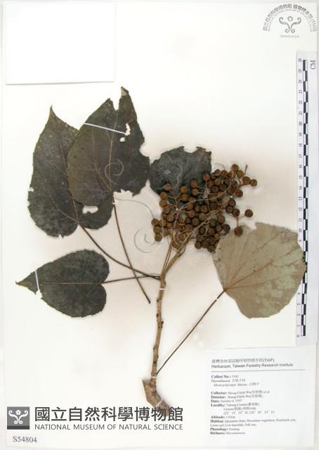 山桐子藏品圖，第1張