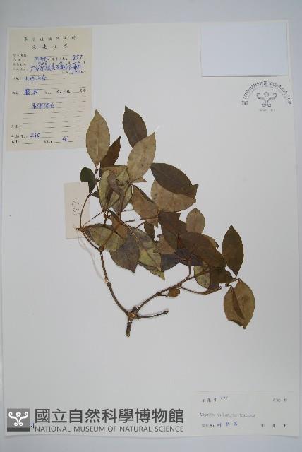 串珠子藏品圖，第1張