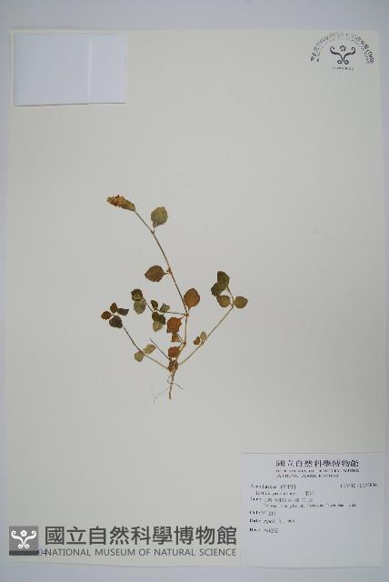 爵床藏品圖，第1張