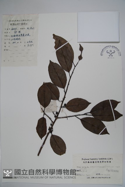 細果鐵冬青藏品圖，第1張