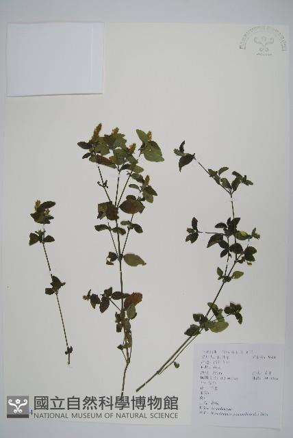 爵床、六角英藏品圖，第1張