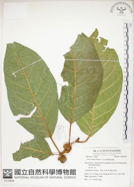 大冇榕、稜果榕藏品圖，第1張