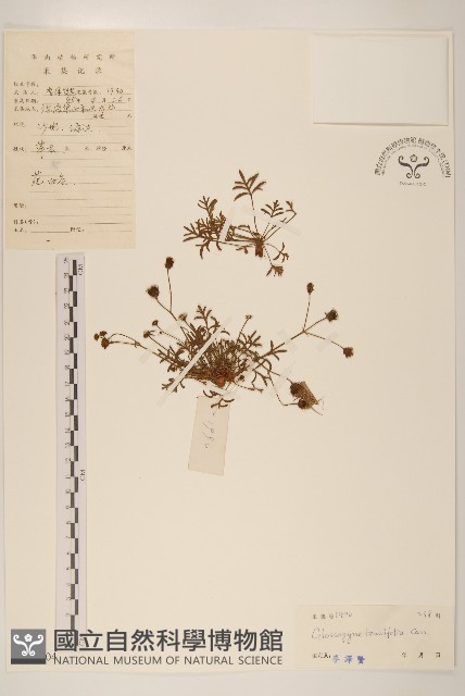 香茹藏品圖，第1張
