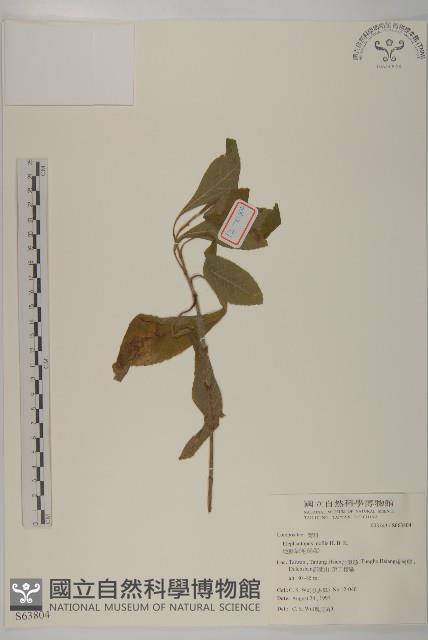 地膽草、毛蓮菜藏品圖，第1張