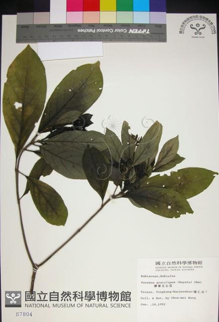 薄葉玉心花藏品圖，第1張