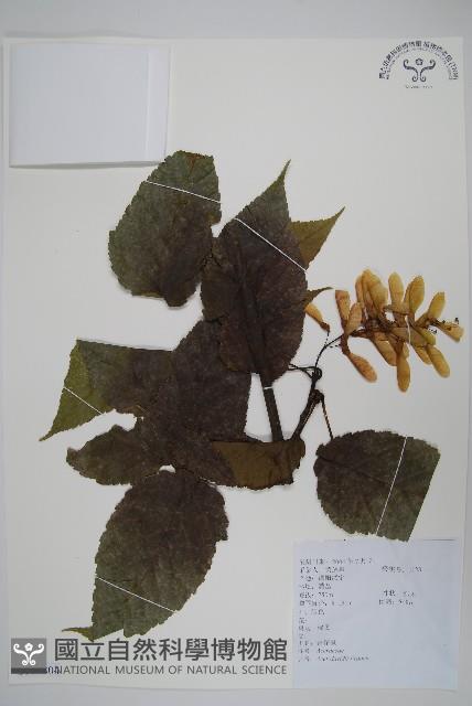 青榨槭藏品圖，第1張