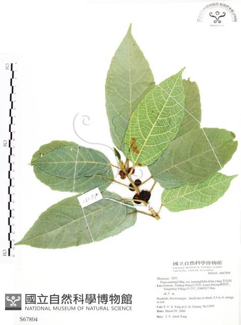 對葉榕藏品圖，第1張