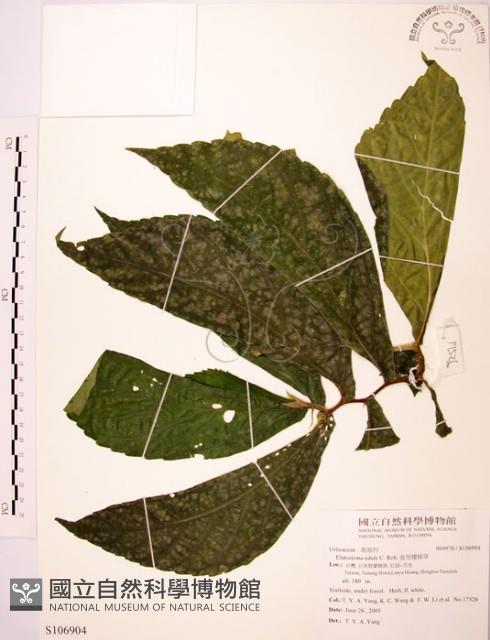 食用樓梯草藏品圖，第1張