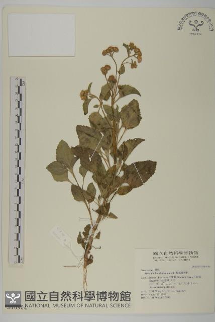 紫花霍香薊藏品圖，第1張