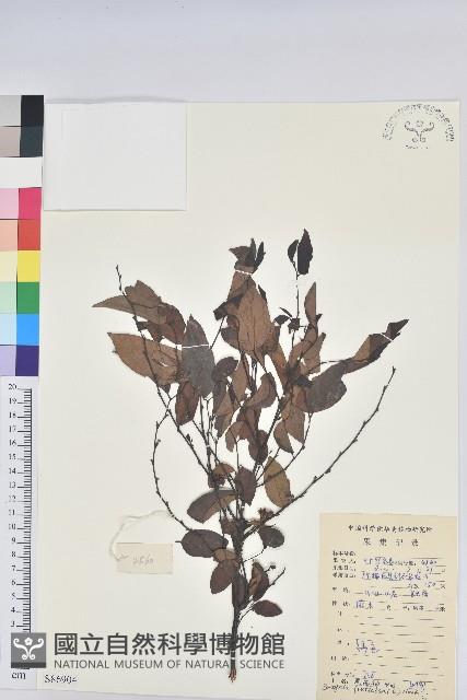 黑面神藏品圖，第1張