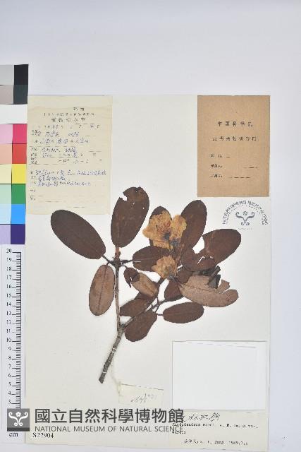 黃杯杜鵑藏品圖，第1張