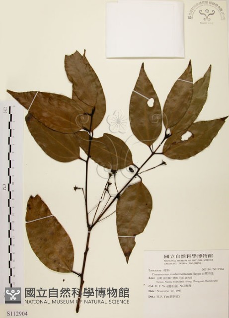 土肉桂藏品圖，第1張
