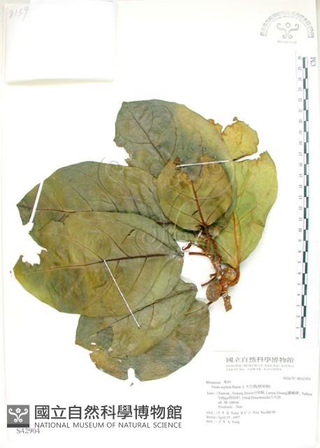 大冇榕、稜果榕藏品圖，第1張