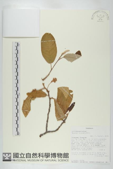 登錄號:S100904藏品圖，第1張