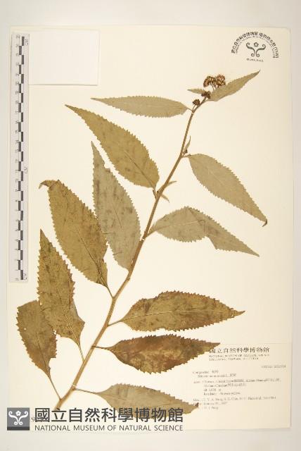 黃菀藏品圖，第1張