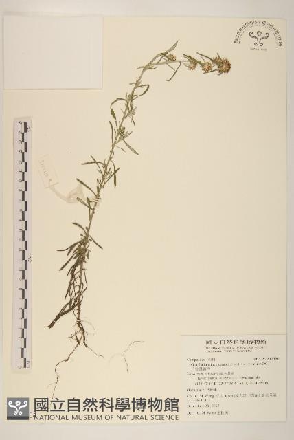 分枝鼠麴草藏品圖，第1張