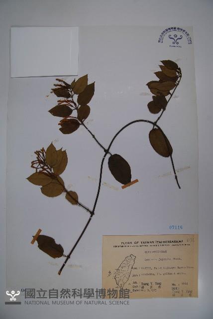 忍冬、金銀花藏品圖，第1張