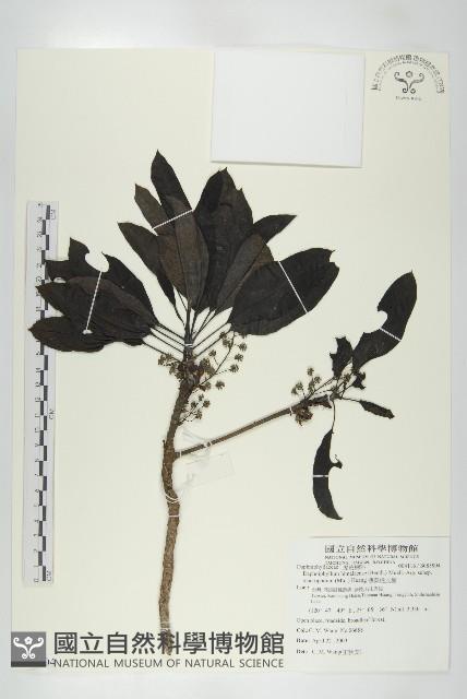 薄葉虎皮楠藏品圖，第1張