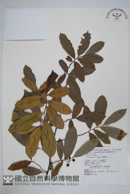 暗羅、雞爪樹藏品圖，第1張