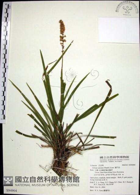 麥門冬藏品圖，第1張