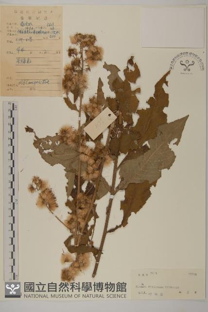 裡白艾納香藏品圖，第1張