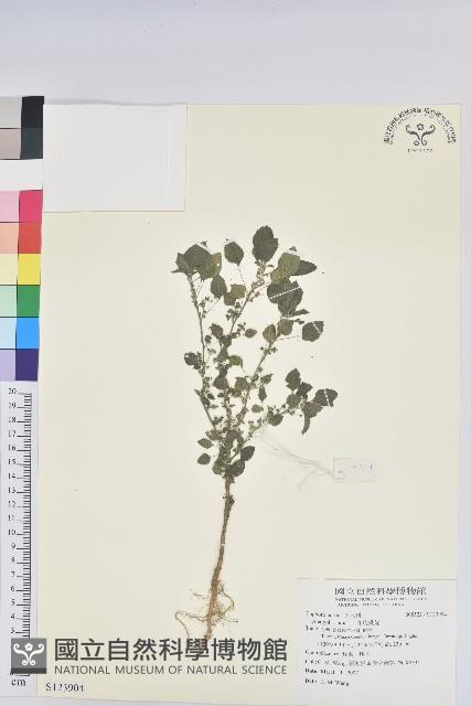 印度鐵莧藏品圖，第1張