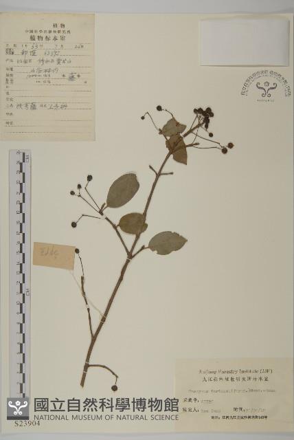 扶芳藤藏品圖，第1張