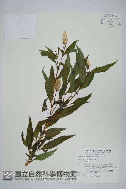 青葙藏品圖，第1張