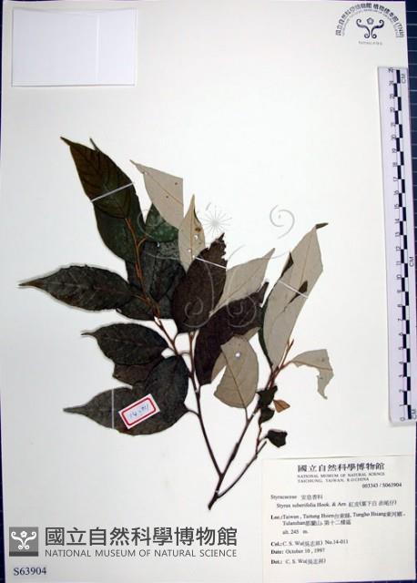 紅皮、葉下白、赤仔尾藏品圖，第1張