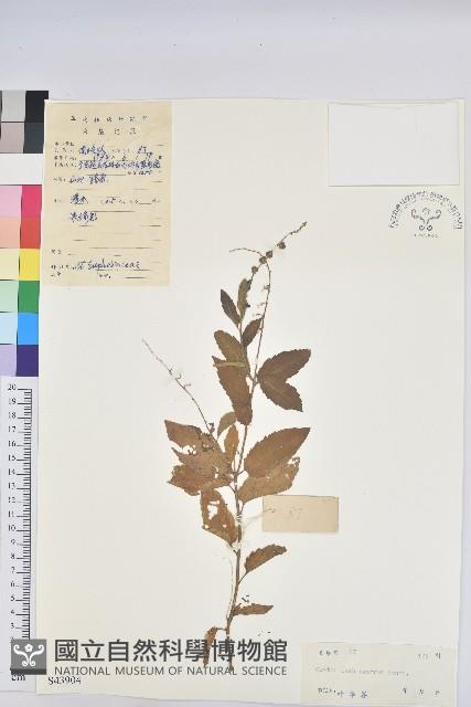 毛果巴豆藏品圖，第1張