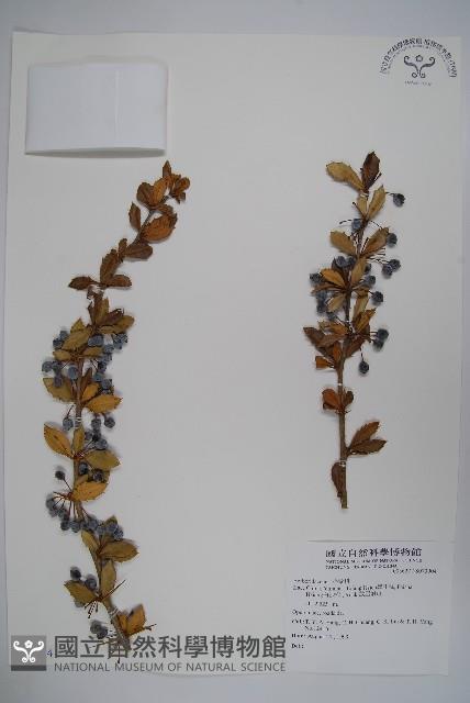 粉葉小檗藏品圖，第1張